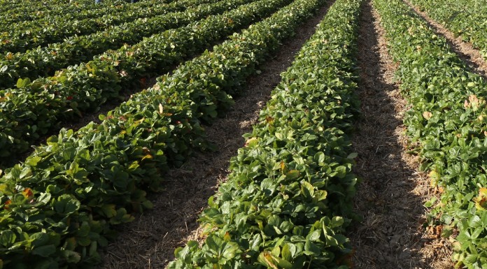 Przygotowanie truskawek do zimy