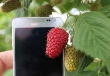 Malina Przehyba – uwagi dotyczące jej uprawy