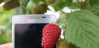 Malina Przehyba – uwagi dotyczące jej uprawy