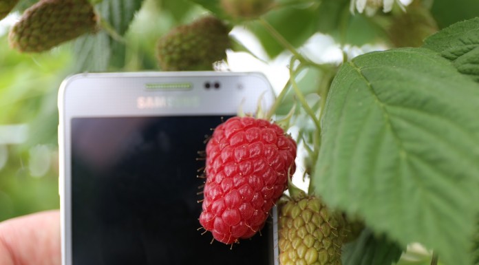 Malina Przehyba – uwagi dotyczące jej uprawy