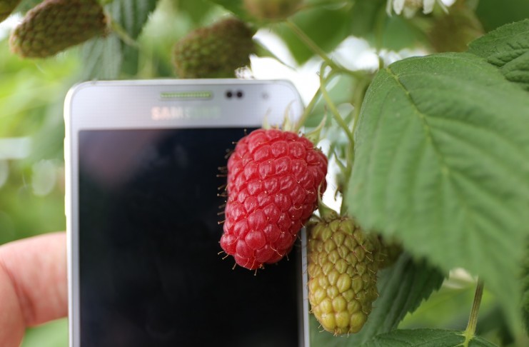 Malina Przehyba – uwagi dotyczące jej uprawy