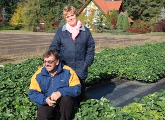 Wybrane odmiany truskawek w ocenie szkółkarza