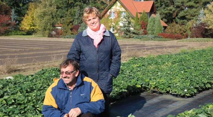 Wybrane odmiany truskawek w ocenie szkółkarza