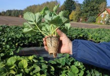 Ważne w uprawie truskawek