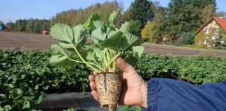 Ważne w uprawie truskawek