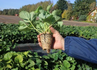 Ważne w uprawie truskawek