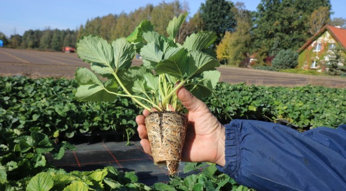 Ważne w uprawie truskawek