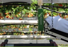 Robot do zbierania truskawek