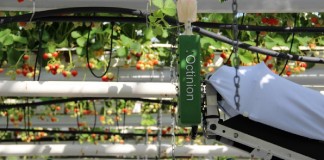 Robot do zbierania truskawek