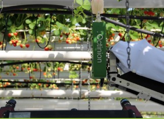 Robot do zbierania truskawek