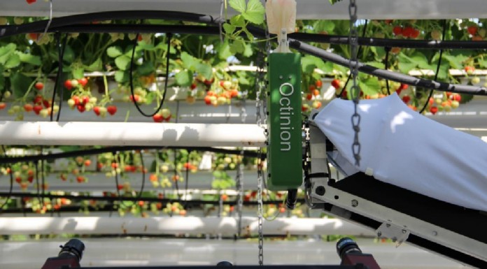 Robot do zbierania truskawek