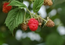 Malina Laszka – dlaczego słabo plonowała?