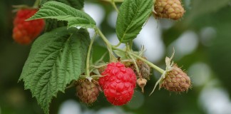 Malina Laszka – dlaczego słabo plonowała?