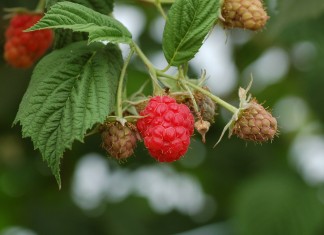 Malina Laszka – dlaczego słabo plonowała?