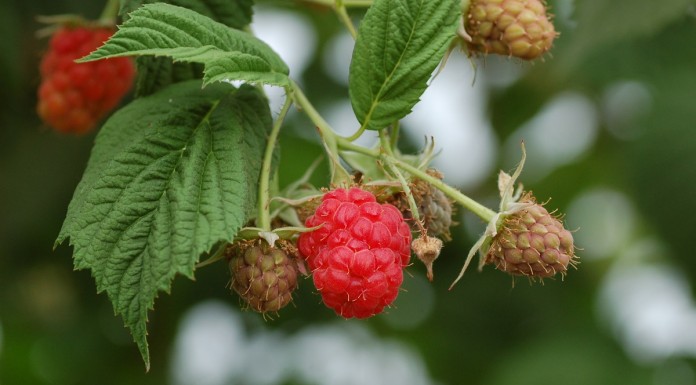 Malina Laszka – dlaczego słabo plonowała?