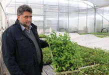 Rynkowo o sadzonkach borówki i jagody kamczackiej