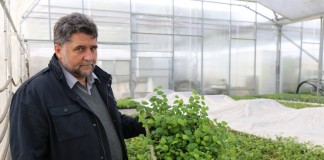 Rynkowo o sadzonkach borówki i jagody kamczackiej