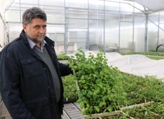 Rynkowo o sadzonkach borówki i jagody kamczackiej