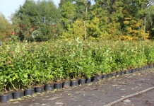 Borówka wysoka i jagoda kamczacka stały się ich specjalnością