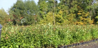 Borówka wysoka i jagoda kamczacka stały się ich specjalnością