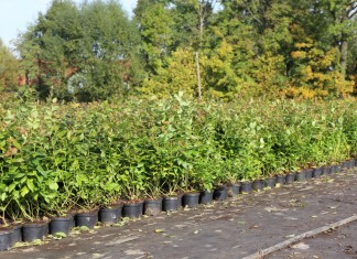 Borówka wysoka i jagoda kamczacka stały się ich specjalnością