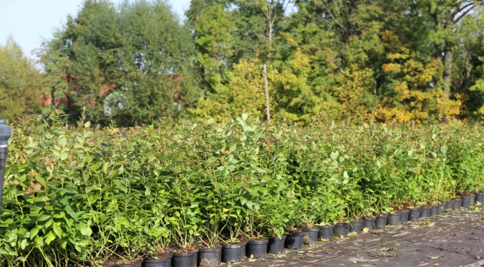 Borówka wysoka i jagoda kamczacka stały się ich specjalnością