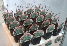 Sadzonki krzewów jagodowych na ExpoSE