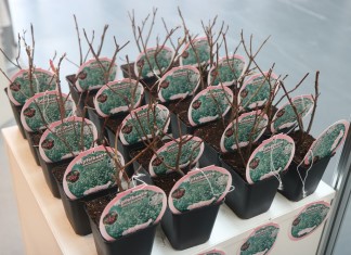 Sadzonki krzewów jagodowych na ExpoSE