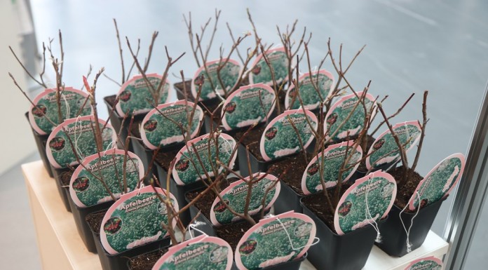 Sadzonki krzewów jagodowych na ExpoSE