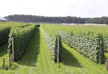 Sadzonki malin typu long-cane