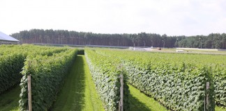 Sadzonki malin typu long-cane