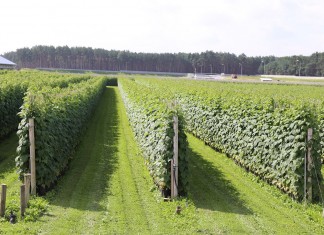 Sadzonki malin typu long-cane