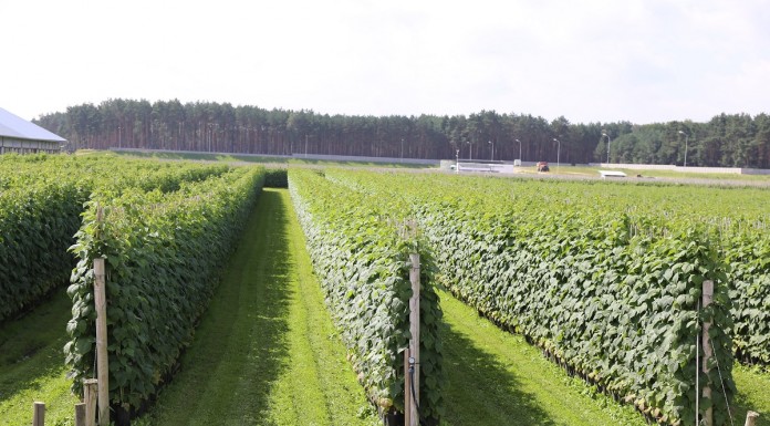 Sadzonki malin typu long-cane