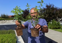 Kontenerowa szkółka krzewów jagodowych