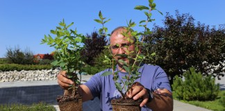 Kontenerowa szkółka krzewów jagodowych