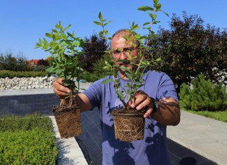 Kontenerowa szkółka krzewów jagodowych