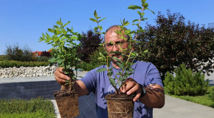 Kontenerowa szkółka krzewów jagodowych