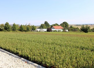 Borówki i jagoda kamczacka zaprogramowane na wysoki plon