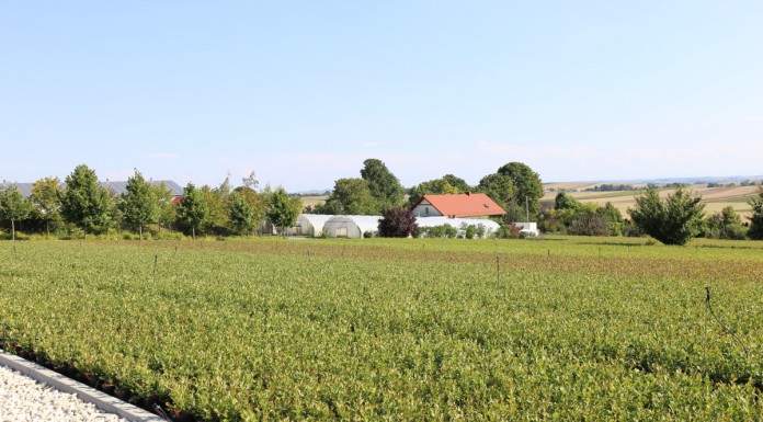 Borówki i jagoda kamczacka zaprogramowane na wysoki plon