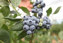 Produkcja borówki na świecie w 2016 roku