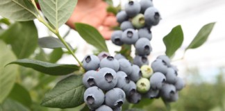 Produkcja borówki na świecie w 2016 roku