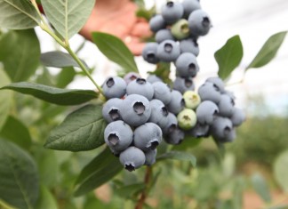 Produkcja borówki na świecie w 2016 roku