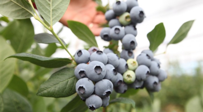 Produkcja borówki na świecie w 2016 roku