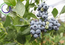 Konferencja Borówkowa 2017 – Postawmy na Jakość!