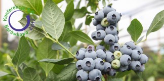 Konferencja Borówkowa 2017