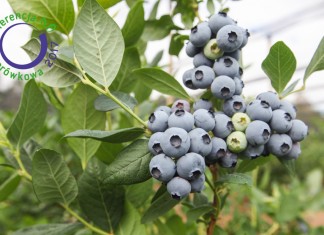 Konferencja Borówkowa 2017 – Postawmy na Jakość!