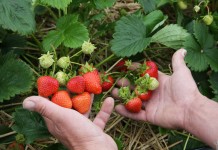 Przegląd najwcześniejszych odmian truskawek, cz. 2