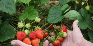 Przegląd najwcześniejszych odmian truskawek, cz. 2