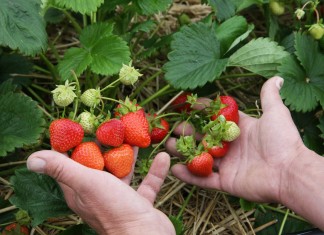 Przegląd najwcześniejszych odmian truskawek, cz. 2