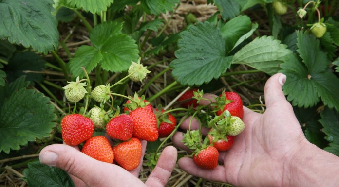 Przegląd najwcześniejszych odmian truskawek, cz. 2